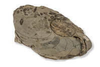 F 02273
<br/>
<br/>
<em></em>